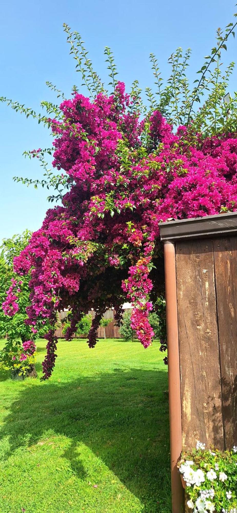 Villa Lucilla Altavilla Silentina Bagian luar foto